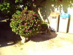 IMG0118A