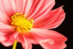 IMG_3925a1_resize