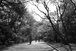 菻蔭大道