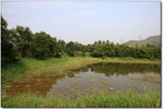 Wetland, Ho Sheung Heung (濕地-河上鄉)