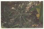 plants near home