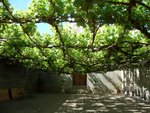 Grand Burge Estate, Barossa Valley
