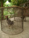 Cock figthing