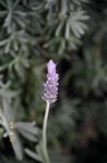 Lavendar at Peppers Delgany, Mornington Peninsula