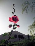 flowers at the "Ming Sha" Mountain , Dunhuang.