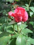 Taken after the rain