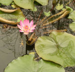 lily