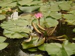 Lily Pond in Palm Island, Huiyang