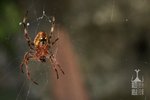 IMG_4038