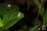 IMG_4054