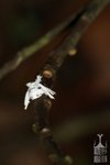 IMG_4106