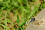 DSC06796a