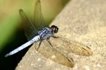 DSC06799a
