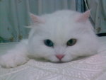 teddy030