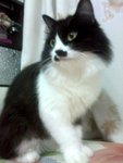jacky