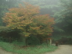 Red Tree 2