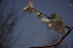 DSC_0104 (1)
