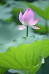 調整大小_MG_6024
