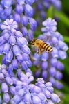 調整大小honeybee07_0014