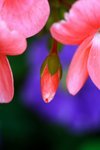 flower07_0042