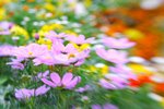lensbaby