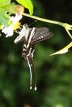 IMG_6677c2