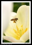 honeybee9_大小