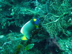 2007-11-04 Mabul Island 馬寶島 1353_resize