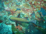 2007-11-04 Sipadan Island 詩巴丹 1428_resize