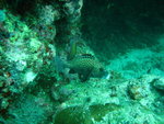 2007-11-04 Sipadan Island 詩巴丹 1430_resize