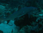 2007-11-05 Sipadan Island 詩巴丹 1554_resize