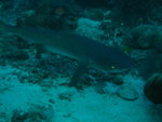 2007-11-05 Sipadan Island 詩巴丹 1555_resize