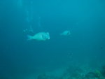 2007-11-05 Sipadan Island 詩巴丹 1573_resize