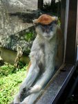 東非狒狒
