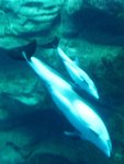 海遊館內太平洋斑紋海豚