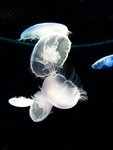 海遊館內水母