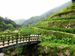 竹子湖