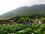 竹子湖