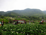 竹子湖