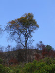 烏交騰20080316_02