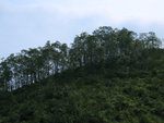 烏交騰20080316_03