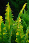 馬灣公園 12 Jan 2008_036