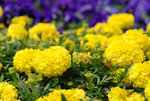 維園花卉展20080314_05