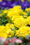 維園花卉展20080314_06