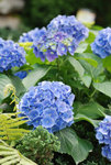 維園花卉展20080314_07