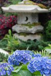 維園花卉展20080314_08