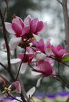 維園花卉展20080314_11