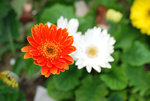維園花卉展20080314_12