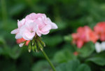 維園花卉展20080314_34