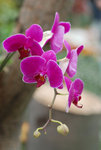 維園花卉展20080314_36